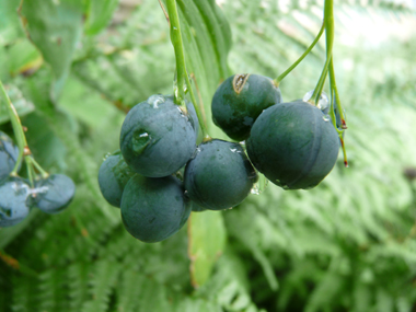 Fruits en forme de baie de couleur bleu sombre à maturité. Agrandir dans une nouvelle fenêtre (ou onglet)